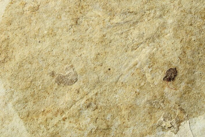 Ghostly Fossil Spider (Araneae) - Cereste, France #256327